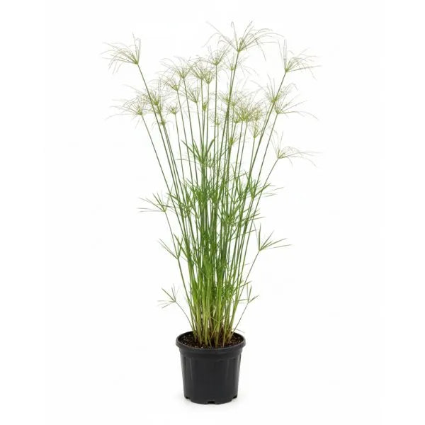 Cyperus alternifolius H.75 - pianta papiro in vaso da 20 cm su sfondo chiaro