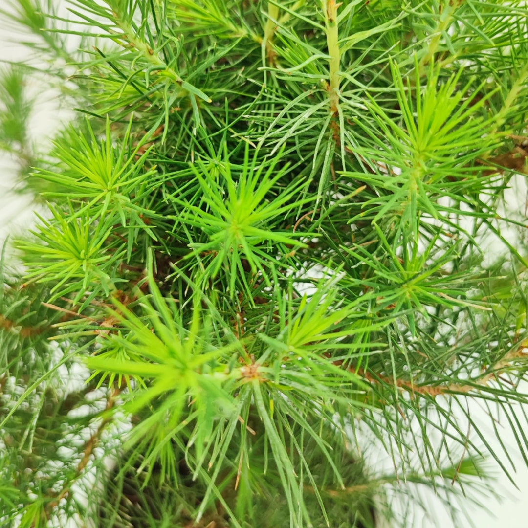 Aghi lunghi e sottili di bonsai Pinus thunbergii, colore verde brillante e tessitura fitta

