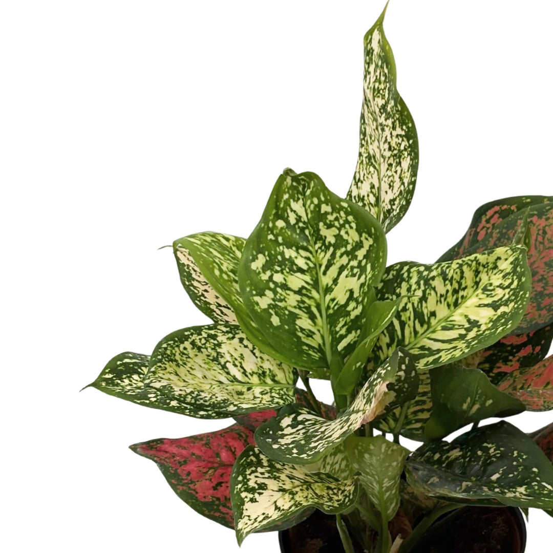 Aglaonema Red Uniame - dettaglio foglie con venature rosse e macchie verdi