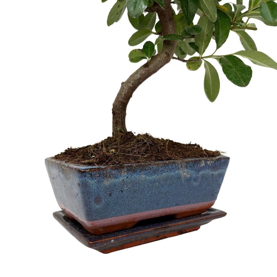 Bonsai Pyracantha - dettaglio del vaso in ceramica blu smaltata con la base del tronco