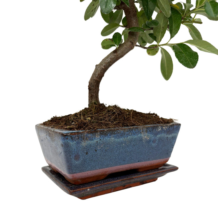 Bonsai Pyracantha - dettaglio del vaso in ceramica blu smaltata con la base del tronco