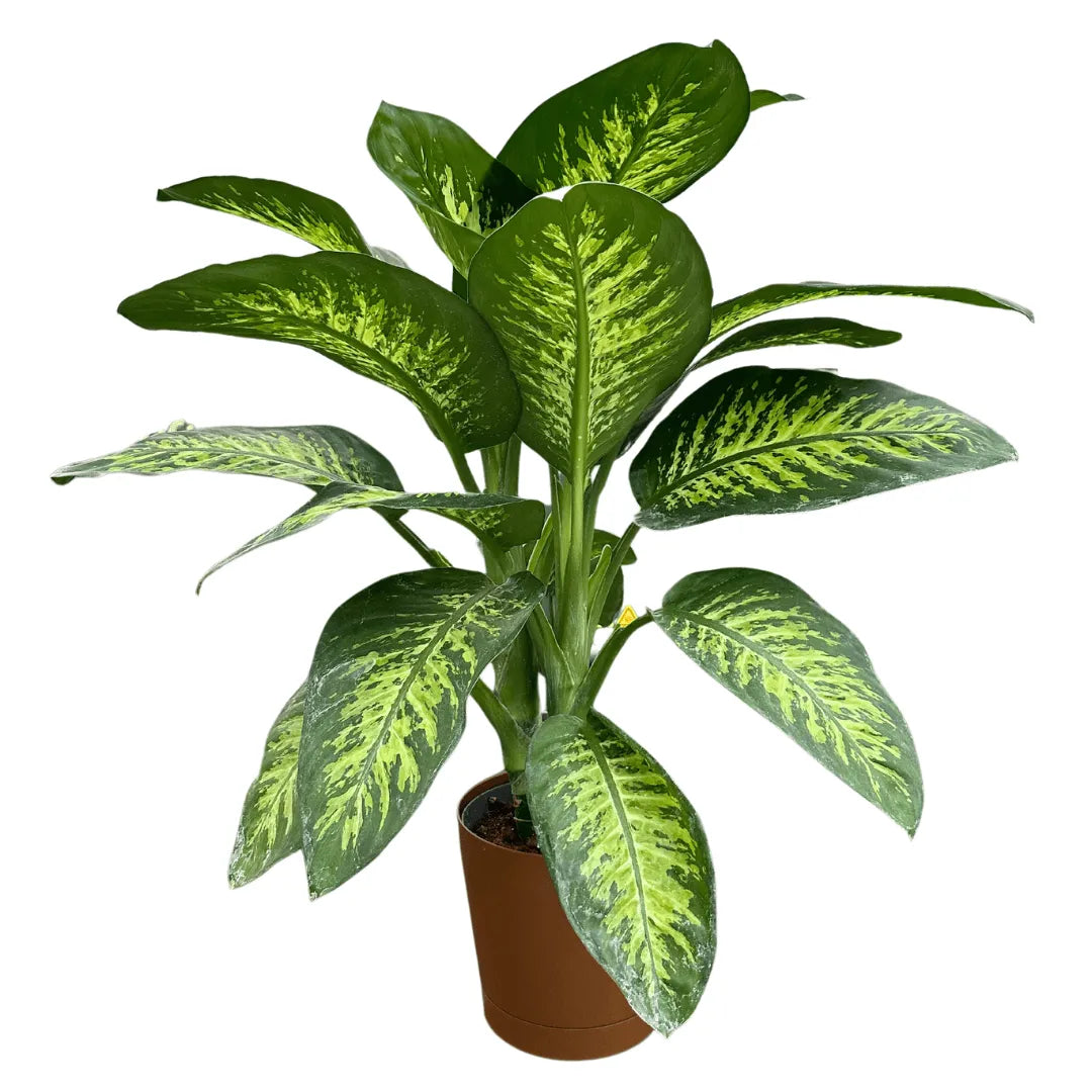 Dieffenbachia Tropic Snow - pianta alta 90 cm in vaso di plastica riciclata, vista generale
