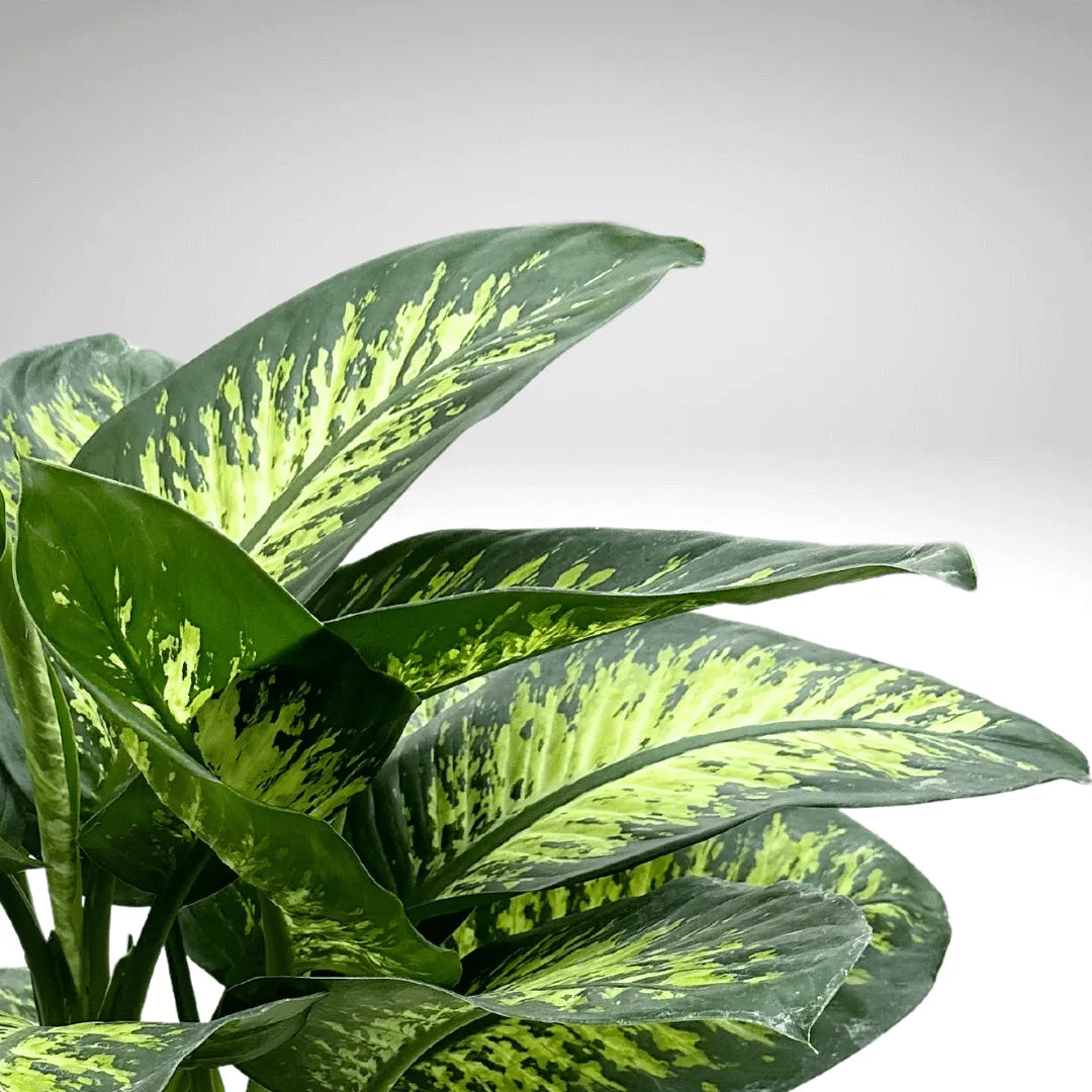 Dieffenbachia - particolare delle foglie variegate e del loro pattern unico, macro