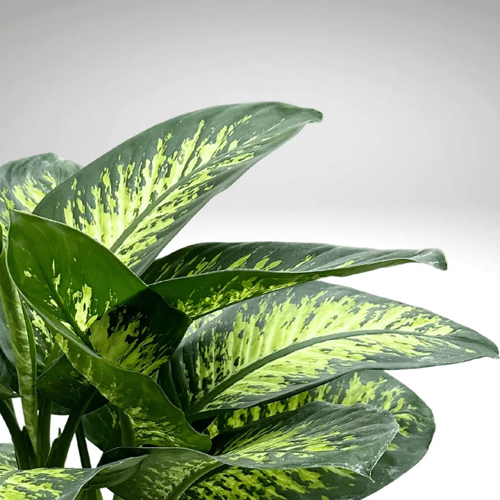 Dieffenbachia - particolare delle foglie variegate e del loro pattern unico, macro