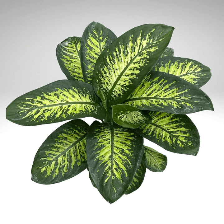 Dieffenbachia Tropic Snow - primo piano del fogliame variegato visto dall'alto, pattern unico