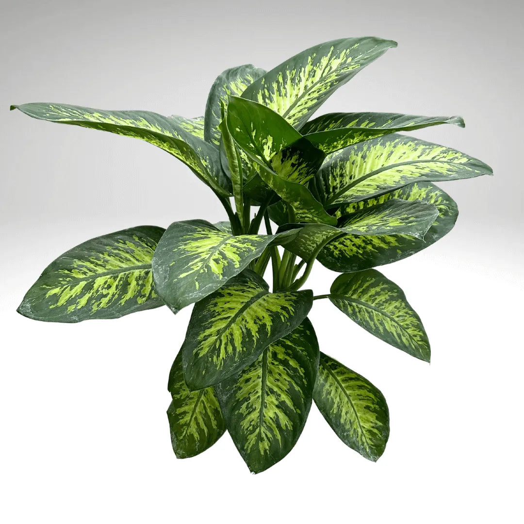 Dieffenbachia Tropic Snow - dettaglio laterale delle foglie verdi e crema, texture della pianta