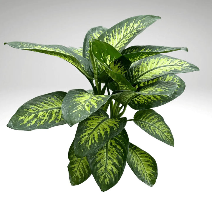 Dieffenbachia Tropic Snow - dettaglio laterale delle foglie verdi e crema, texture della pianta