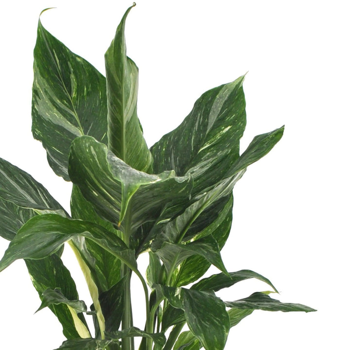 Dettaglio foglie variegate dello Spathiphyllum ‘Diamond’ su sfondo bianco