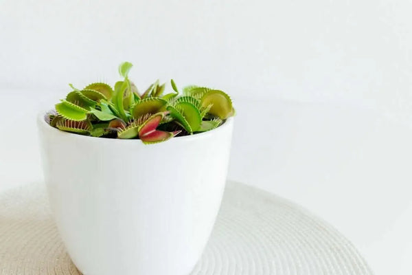Dionaea Muscipula planta carnívora