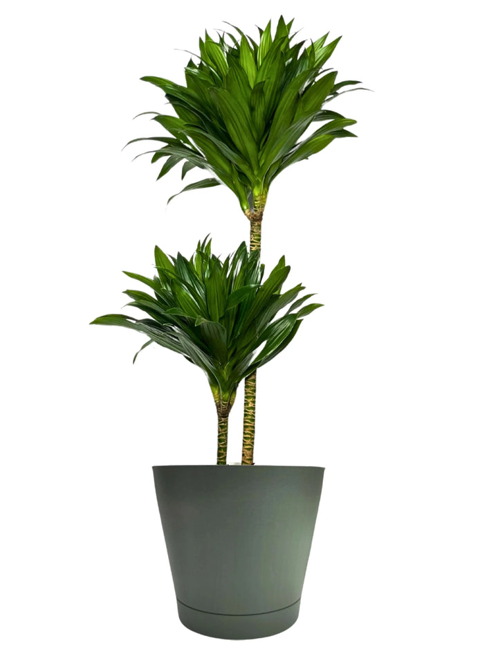 Dracaena Compacta a Due Tronchi - vista laterale della pianta da interno