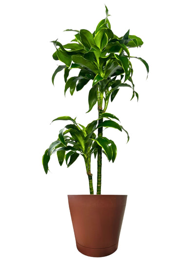 Dracaena 'Dorado' - Altura de la planta 100 cm