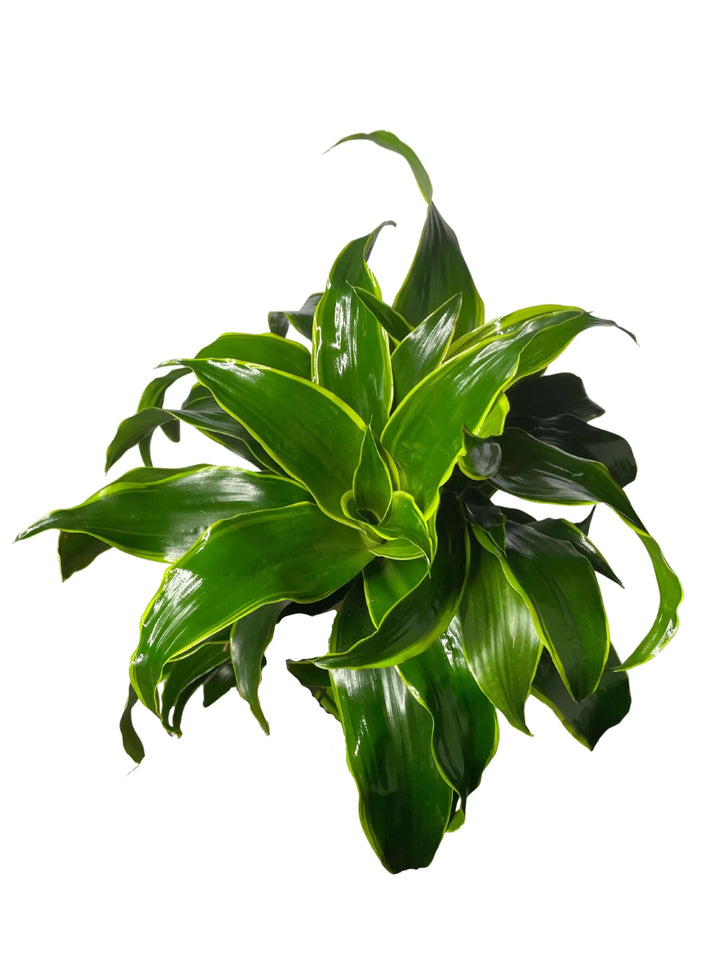 Dracaena Dorado - Vista dall'alto delle foglie larghe e ondulate con variazioni di verde