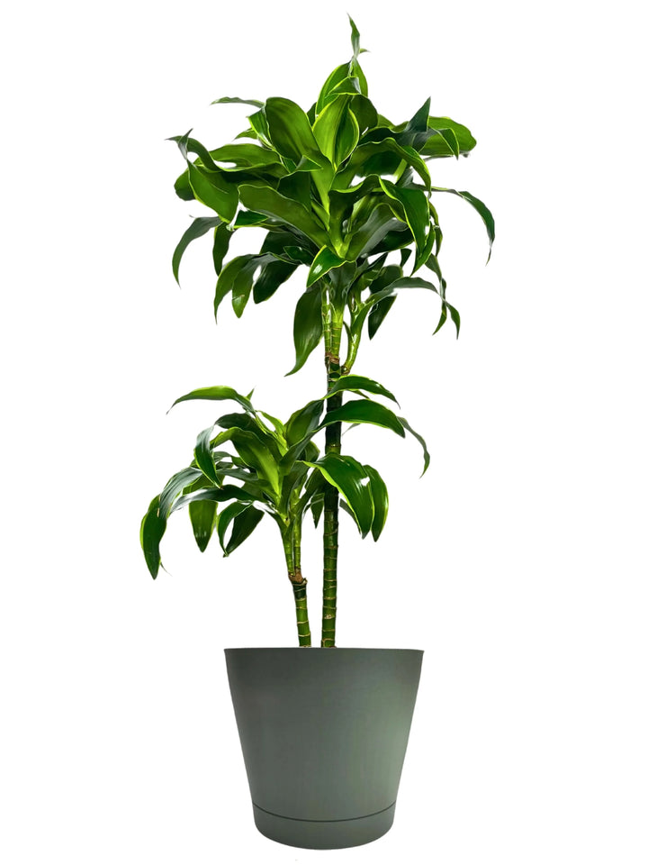 Dracaena Dorado - dettaglio delle foglie verdi lucide e del tronco, perfetta per la dracaena dorado cura