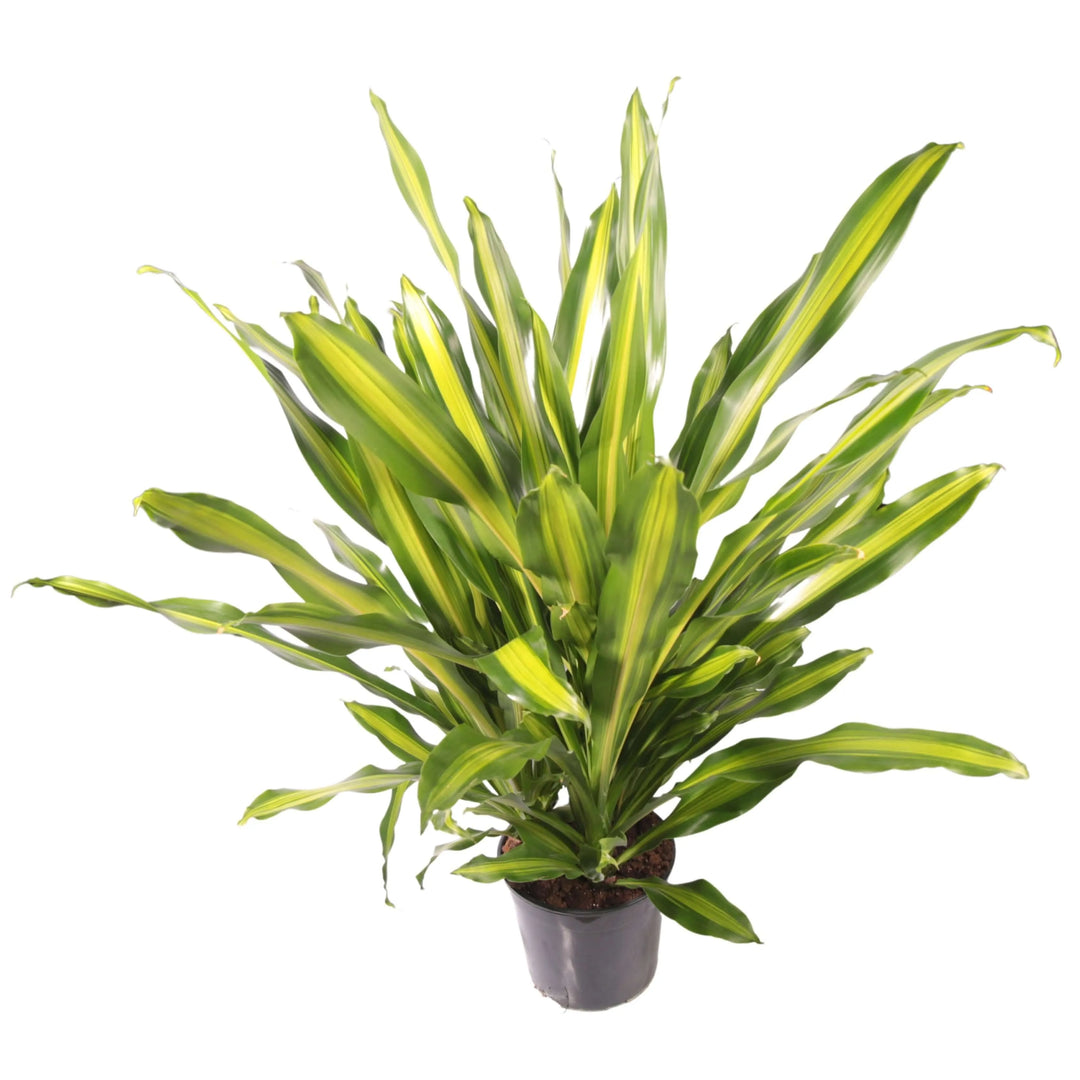 Dracaena Fragrans Burley - dettaglio delle foglie verdi lucide