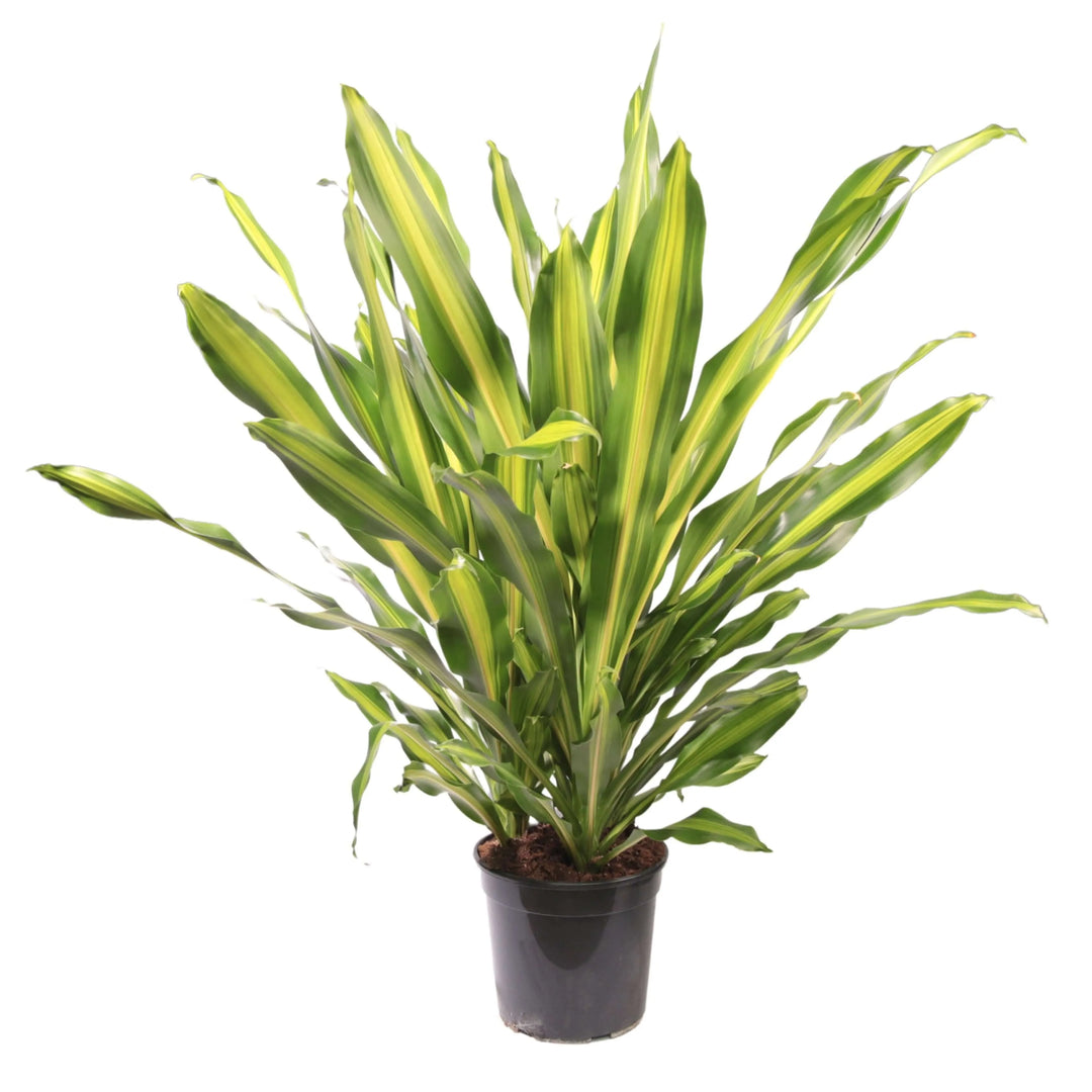 Dracaena Fragrans Burley online - pianta da interno grande in vaso da 27 cm, vista frontale