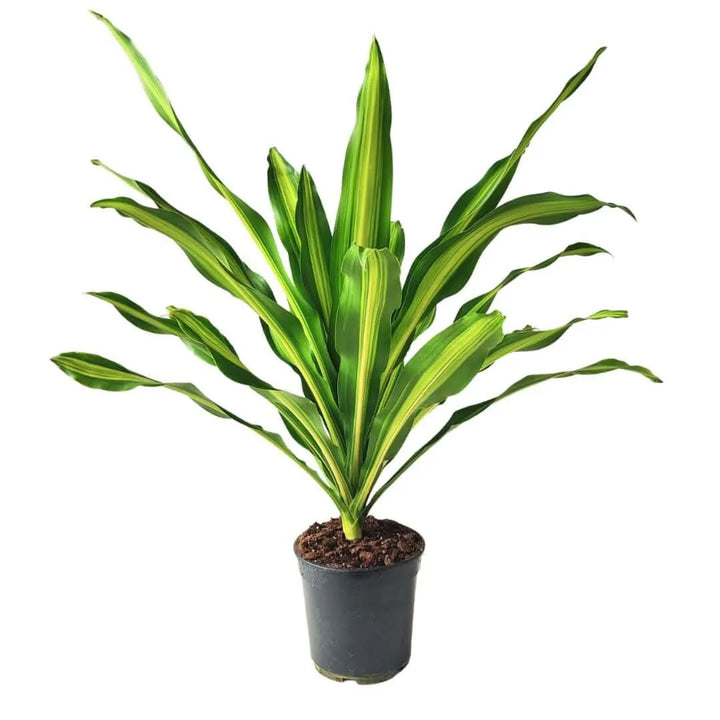 Dracaena Fragrans Burley - pianta in vaso da 21 cm, vista frontale dettagliata