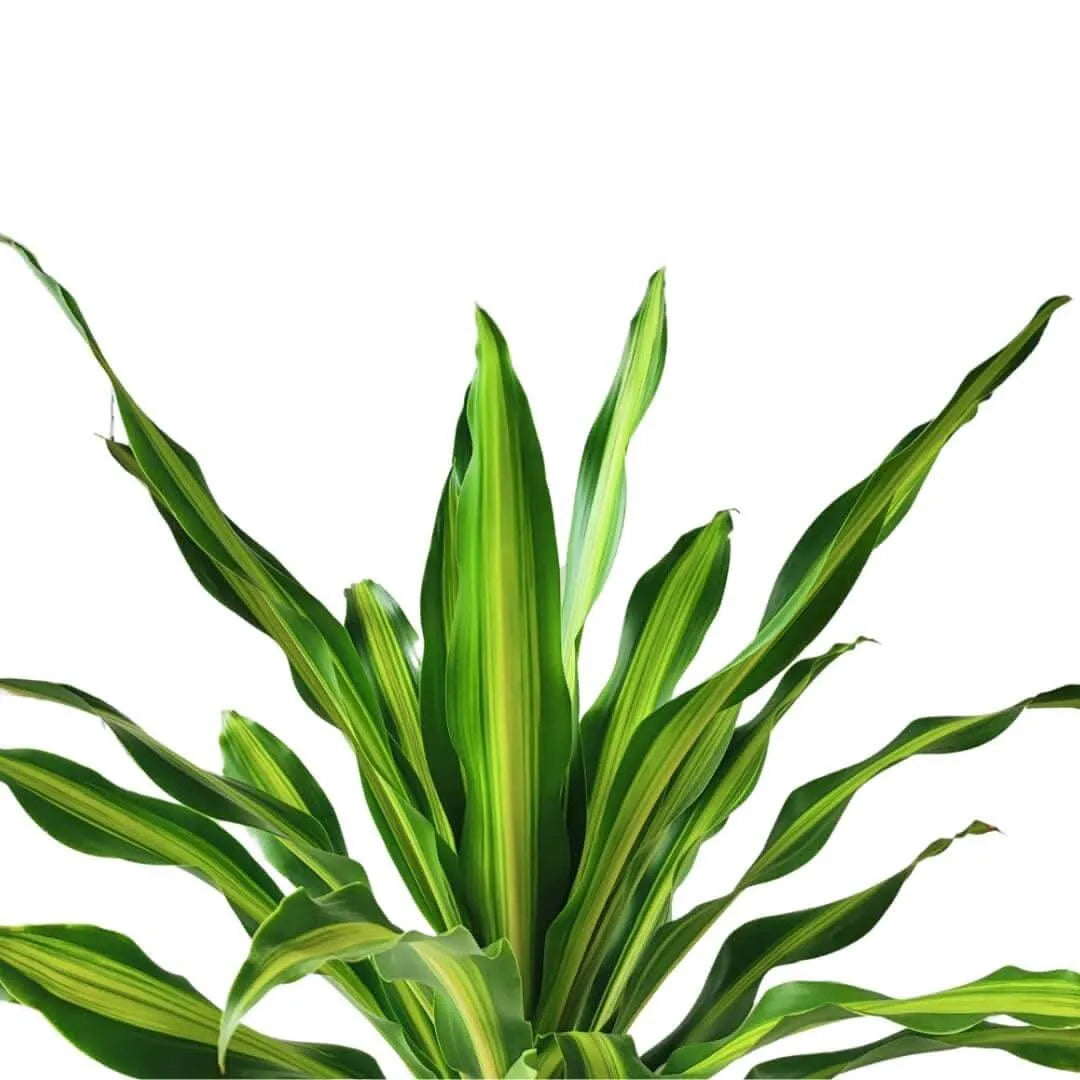 Dracaena Fragrans - dettaglio ravvicinato delle foglie variegate