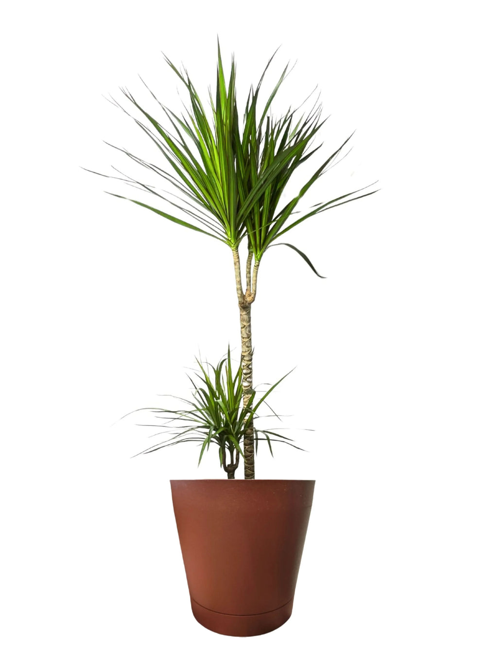 Dracaena Marginata - dettaglio delle foglie sottili con margini rossi