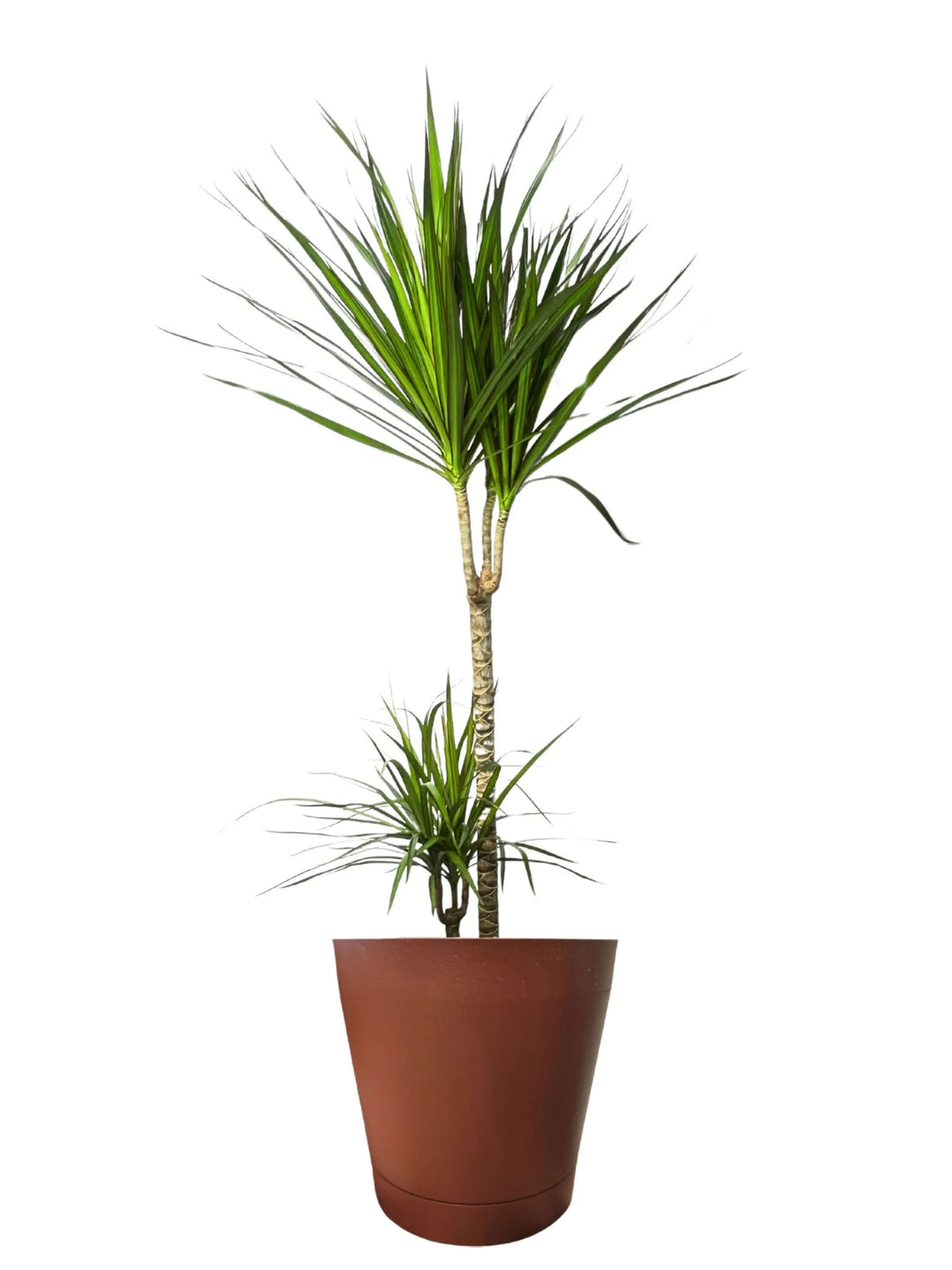 Dracaena Marginata - dettaglio delle foglie sottili con margini rossi