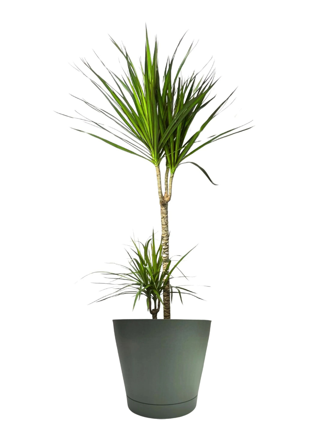 Dracaena Marginata 100cm - pianta verticale in ambiente moderno con luce naturale