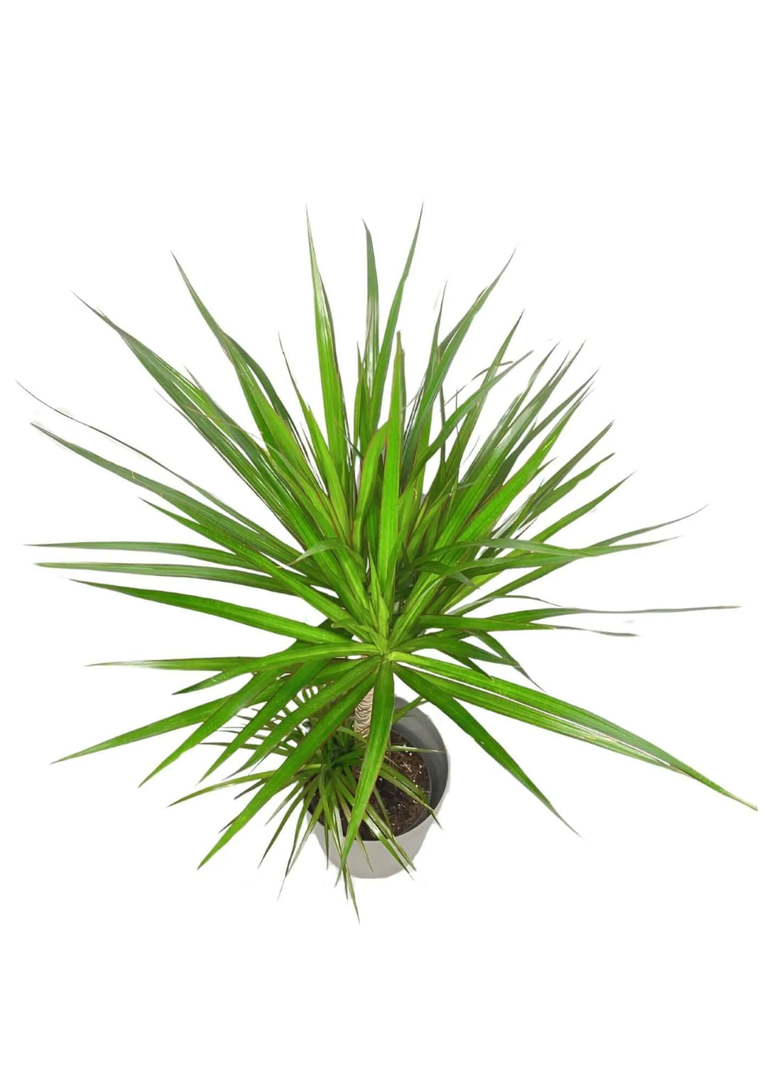 Dracaena Marginata - vista ravvicinata del tronco e delle foglie verdi e rosse