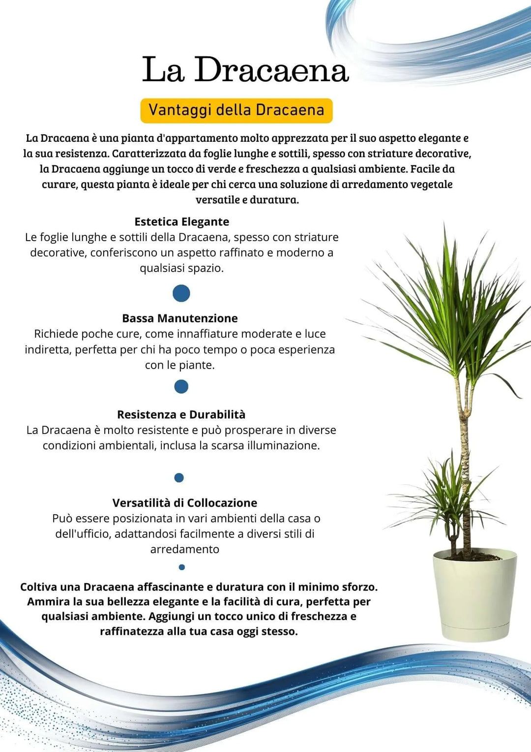 Dracaena Marginata - pianta intera con vaso, perfetta per arredare casa o ufficio