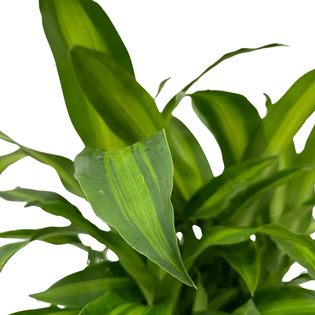 Dracaena Massangeana foglie - dettaglio delle foglie verdi con striature gialle