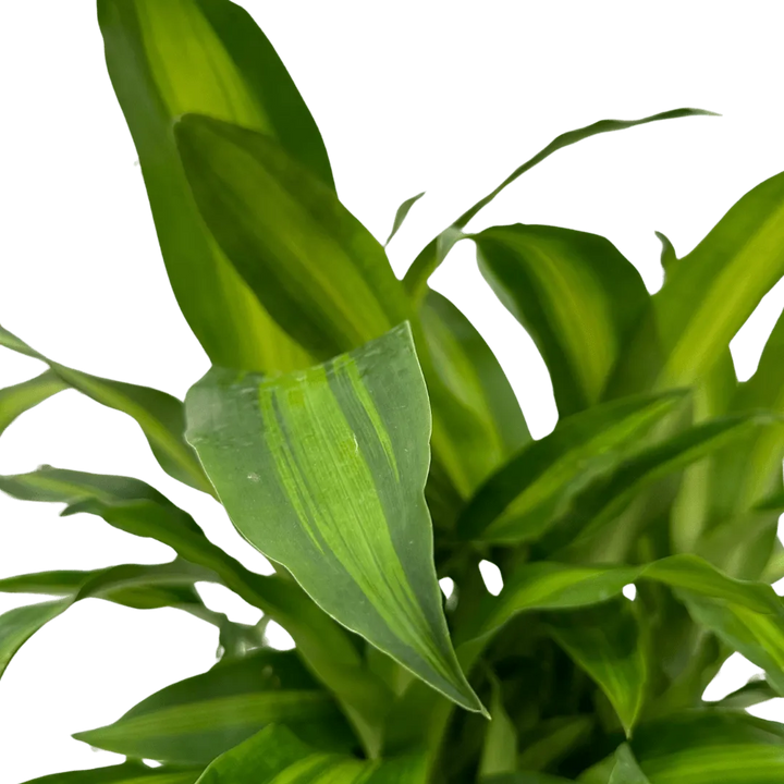 Dracaena Massangeana foglie - dettaglio delle foglie verdi con striature gialle