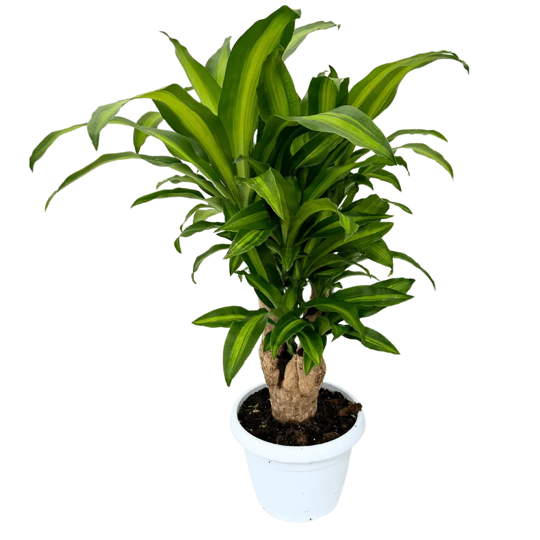 Dracaena Massangeana - pianta da interno con tronco legnoso e foglie striate, in vaso
