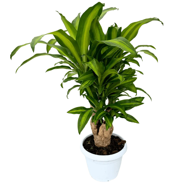 Dracaena Massangeana