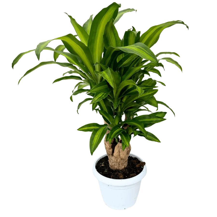 Dracaena Massangeana - pianta da interno con tronco legnoso e foglie striate, in vaso