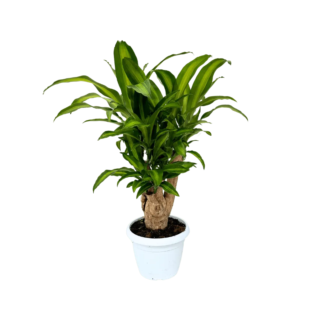 Dracaena Massangeana purificatrice d'aria - pianta intera in ambiente domestico moderno