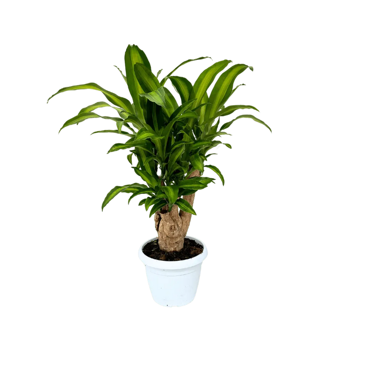Dracaena Massangeana purificatrice d'aria - pianta intera in ambiente domestico moderno