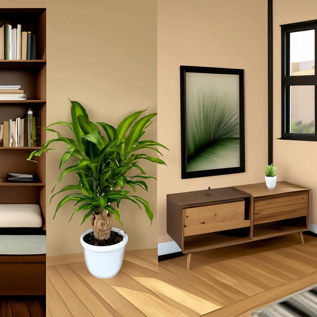 Dracaena Massangeana vaso - pianta in vaso di plastica scuro, vista laterale