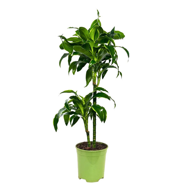 DRACAENA DORADO D.19 Plastic pot