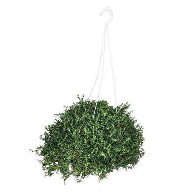Drosanthemum (Barba Di Giove)