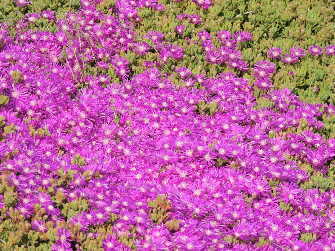 Barba di Giove fioritura - Fiori rosa vivaci in piena fioritura, vista da vicino