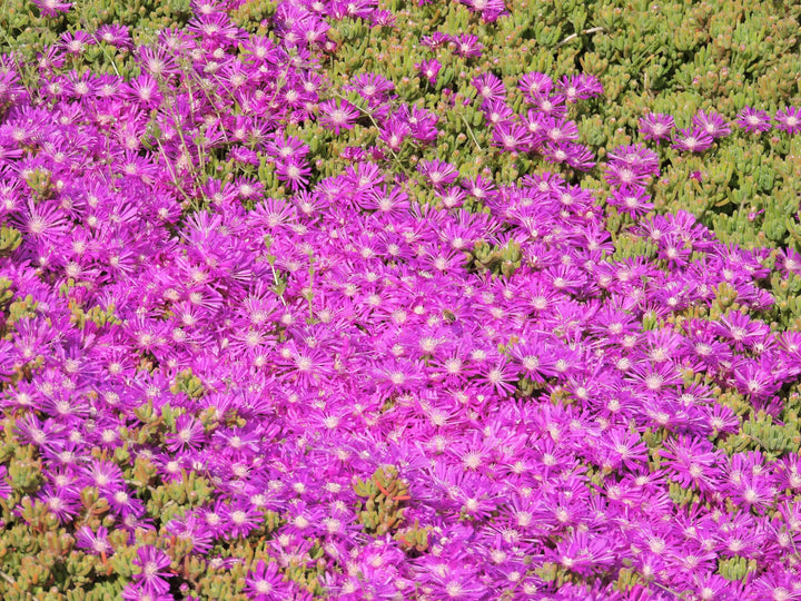 Barba di Giove fioritura - Fiori rosa vivaci in piena fioritura, vista da vicino