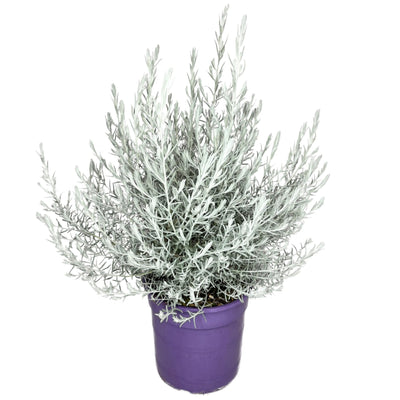 Eremophila Nivea D.40 cm
