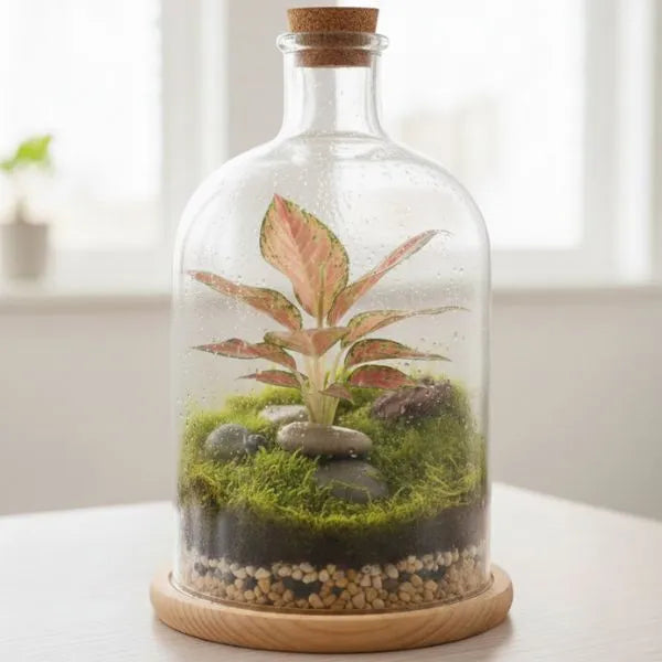Mini Aglaonema - pianta in terrarium con muschio e pietre decorative