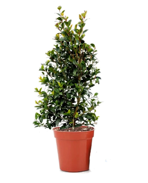Eugenia Myrtifolia New Port D.24 H.90 cm