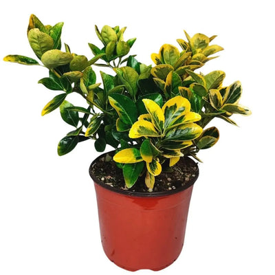 Euonymus Aurea