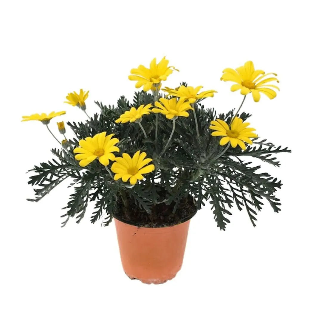 Euryops piante - esemplare singolo con fiori gialli brillanti in vaso da 14 cm