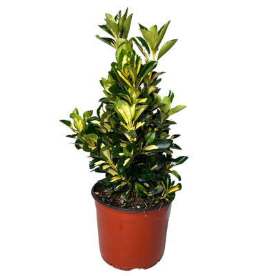 Euonymus japonica 'Livornese'
