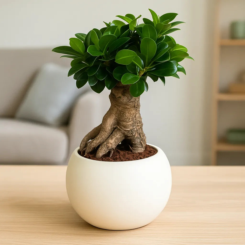 Bonsai Ficus Ginseng da 40 cm su tavolo, con tronco scultoreo e foglie lucide, in ambiente domestico