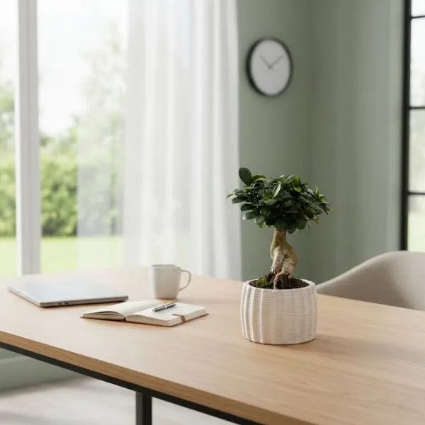 Bonsai Ficus Ginseng in vaso di ceramica su scrivania in ufficio minimalista - pianta da interno