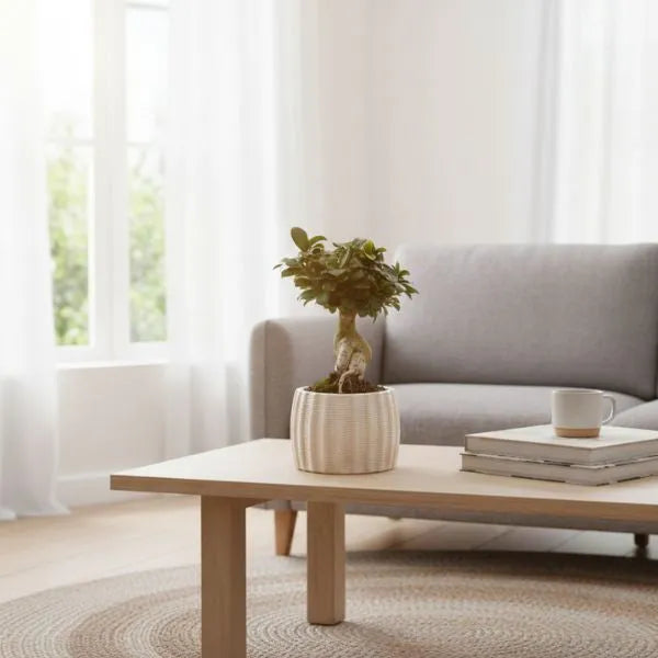 Bonsai Ficus in vaso di ceramica Dioniso su comodino in ambiente luminoso - pianta ornamentale
