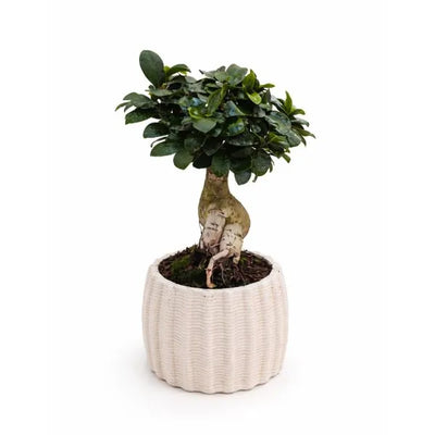 Ficus ginseng bonsai in handcrafted ceramic pot Dioniso D.13