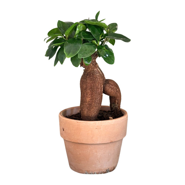 Bonsaï Ficus Ginseng en pot de terre cuite, diamètre 11 cm, hauteur 20 cm