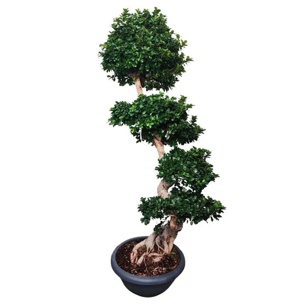 Ficus Microcarpa S-Shape D.60 H. 210
